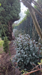 Photo de galerie - Jardinier