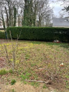 Photo de galerie - Taille de haies et d'arbustes