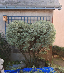 Photo de galerie - Taille structurée en cœur 