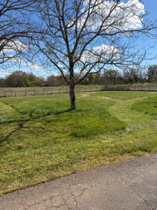 Photo de galerie - Ce terrain est entretenu en gestion de différencier certaines zones seront fauchés qu’une fois par an, afin de préserver la biodiversité et laisser un espace naturel dans ce jardin.