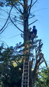 Photo de galerie - Abattage d'une arbre de 30 m