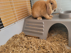 Photo de galerie - Garde animaux