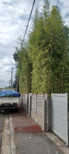 Photo de galerie - Taille de haies et d'arbustes