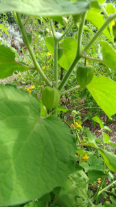Photo de galerie - Physalis de mon jardin
