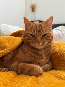 Photo de galerie - Garde chat ? 