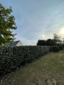 Photo de galerie - Taille de haies et d'arbustes