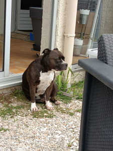 Photo de galerie - Garde chien