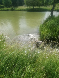 Photo de galerie - Baignade dans un petit lac tranquille quand il fait trop chaud... 