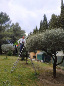 Photo de galerie - Taille oliviers et fruitiers 