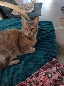 Photo de galerie - Garde chat