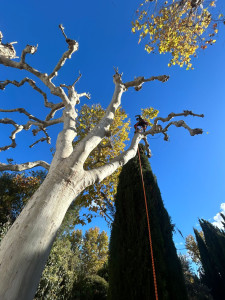 Photo de galerie - élagage et taille d'arbres 