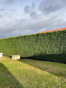 Photo de galerie - Taille de haies