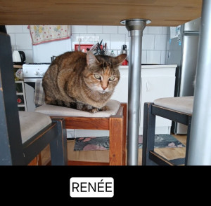 Photo de galerie - Garde chat