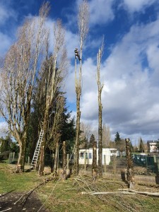 Photo réalisation - Elagage et coupe d'arbres - Julien S. - Saint-Aubin-sur-Gaillon : Demontage d'un peuplier 