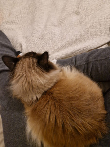 Photo de galerie - Un chat très câlin avec sa cat sitteuse