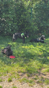 Photo de galerie - Les chiens sont toujours heureux avec moi !