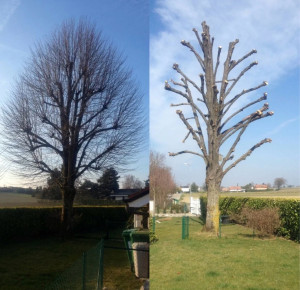 Photo de galerie - ? Prestations réalisées  • Élagage d’arbre • Évacuation des déchets verts