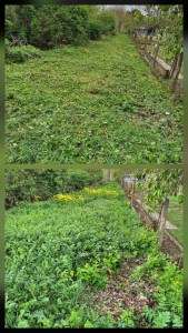 Photo de galerie - Tonte de pelouse - Débroussaillage