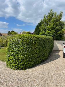 Photo de galerie - Taille de haies et d'arbustes