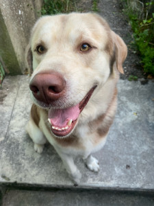 Photo de galerie - Garde de chien 