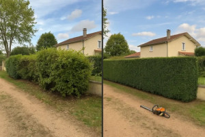 Photo de galerie - Taille de haie 