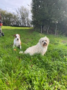 Photo de galerie - Garde chien