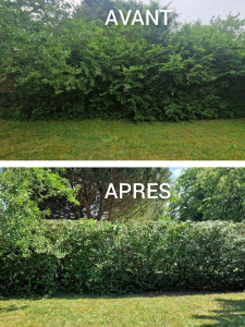 Photo de galerie - Taille de haies et d'arbustes