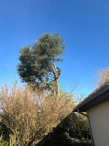 Photo de galerie - Démontage d’un arbre délicat