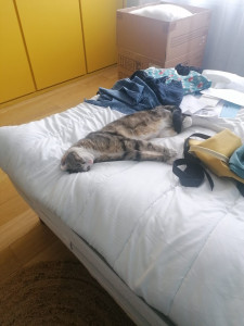 Photo de galerie - Garde chat