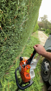 Photo de galerie - Taille de haie de cyprès 