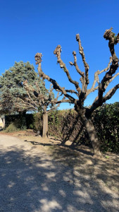Photo de galerie - Elagage et coupe d'arbres
