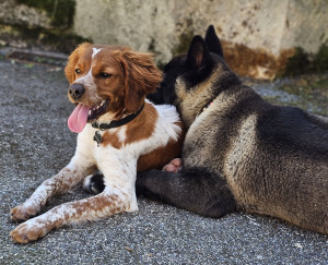 Photo de galerie - Abba et Bloom.
Abba jeune Épagneul breton de 7 mois a passé plusieurs périodes de vacances à nos côtés. Une petite chienne d’un d’amour exceptionnelle.
