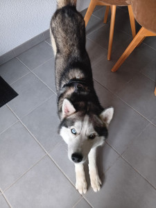 Photo de galerie - Garde chien