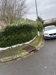 Photo de galerie - Élagage d’une haie