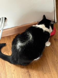 Photo de galerie - Passage tous les jours matin et soir , car le chat doit prendre des cachets .   ???