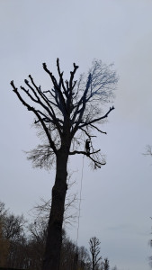 Photo de galerie - élagage d'un chêne 
