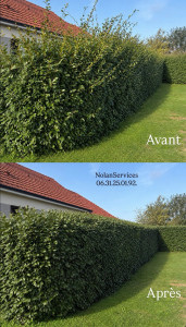 Photo de galerie - Avant - Après d’une haie de 30m taillée en 1h15