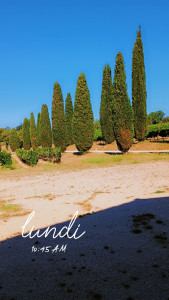 Photo de galerie - Taille de haies et d'arbustes