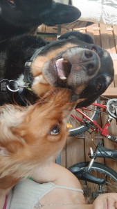 Photo de galerie - Toujours d'amour entre animaux