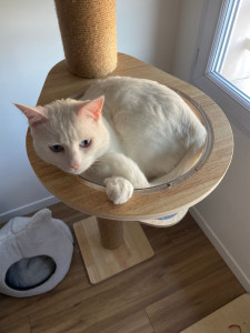 Photo de galerie - Garde chat
