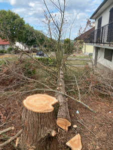 Photo de galerie - Elagage et coupe d'arbres