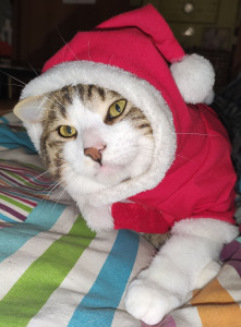 Photo de galerie - Onyx