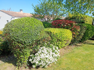 Photo de galerie - Taillage des arbustes 