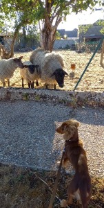 Photo de galerie - Milos petit teckel que j'ai gardé pendant e 2semaines, très mignon et non agressif avec les chats ? 