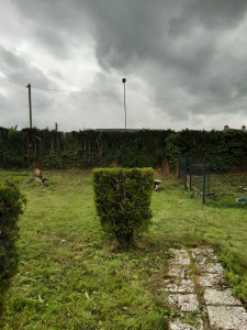 Photo de galerie - Taille de haies et d'arbustes