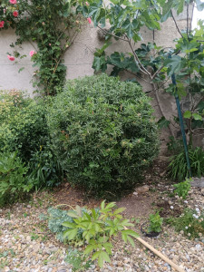 Photo de galerie - 
Remise en forme d'un orangé du Mexique 


