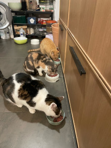 Photo de galerie - Garde animaux