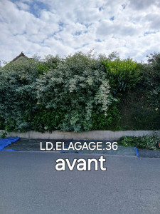 Photo de galerie - Taillage de haie 