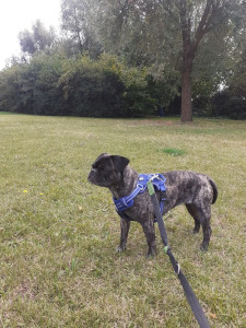 Photo de galerie - Première journée en compagnie du bouledogue carlin.