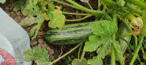 Photo de galerie - Récolte après plantation 